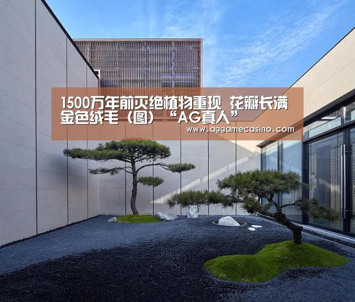 1500万年前灭绝植物重现 花瓣长满金色绒毛(图)“AG真人”(图1) AG集团