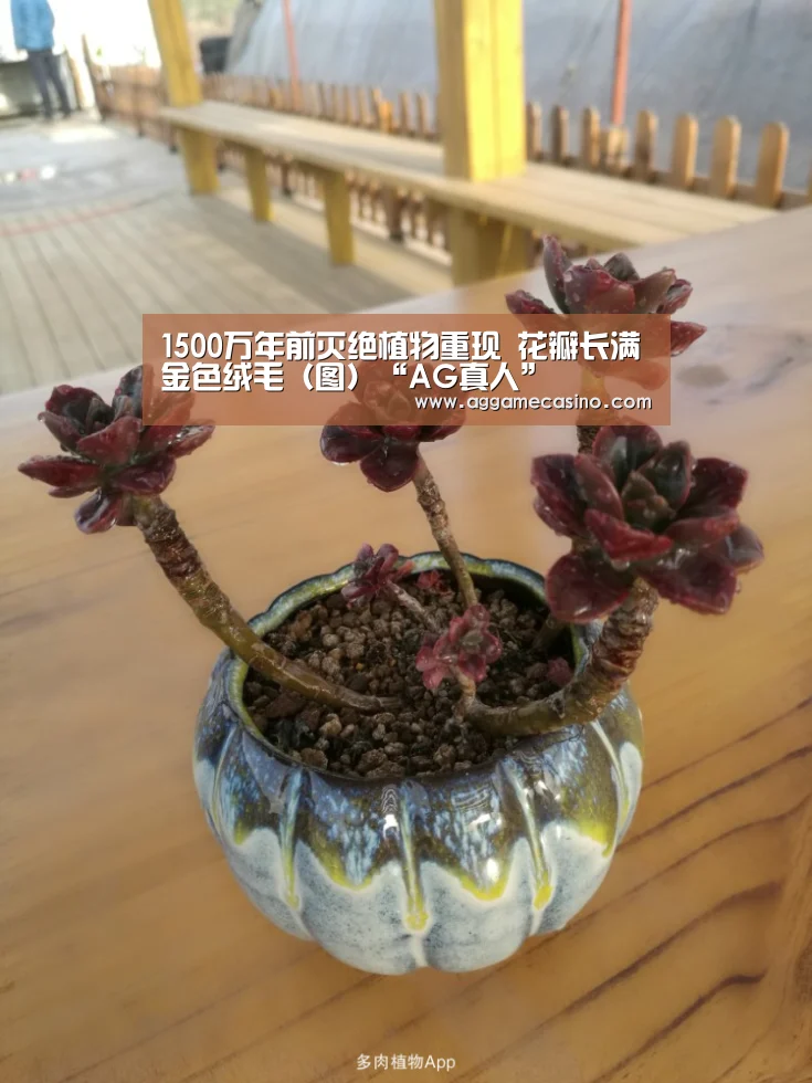 1500万年前灭绝植物重现 花瓣长满金色绒毛(图)“AG真人”(图3) AG稳定